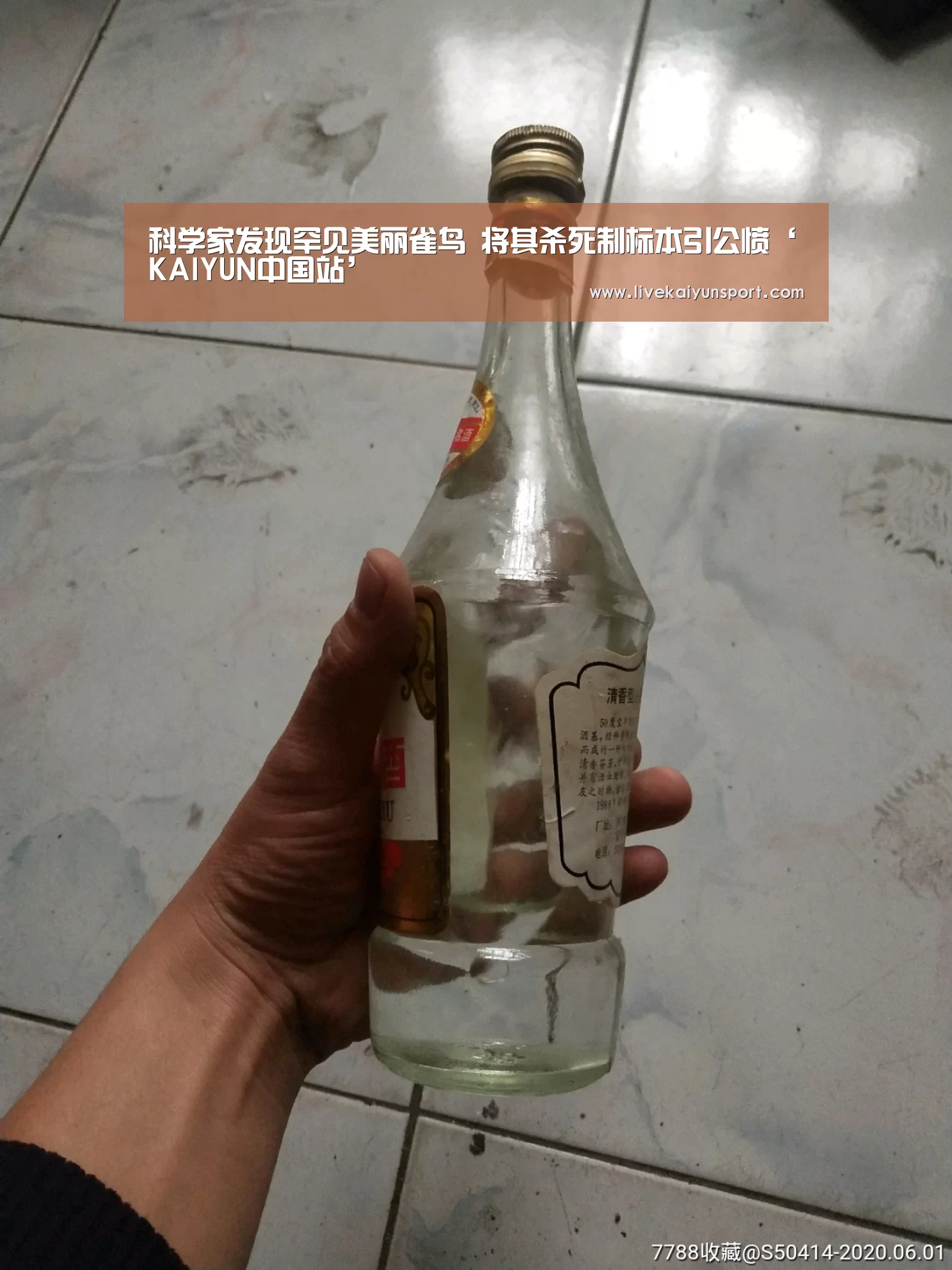 科学家发现罕见美丽雀鸟 将其杀死制标本引公愤‘KAIYUN中国站’(图2) 开云体育入口